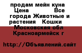 продам мейн куна › Цена ­ 15 000 - Все города Животные и растения » Кошки   . Московская обл.,Красноармейск г.